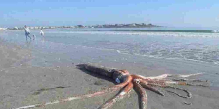 Un calamar gigant, de dimensiuni mitologice, a fost găsit pe o plajă din Africa de Sud