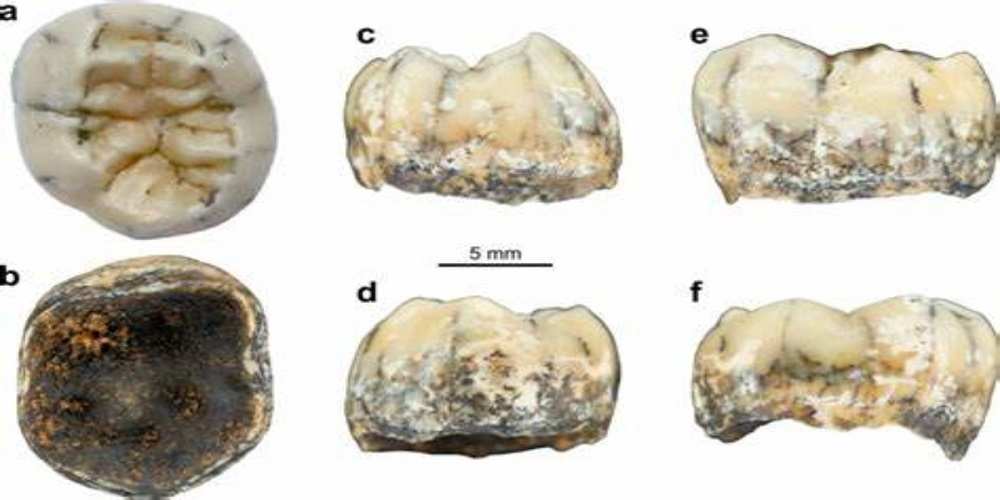 descoperit un molar care ar putea schimba istoria