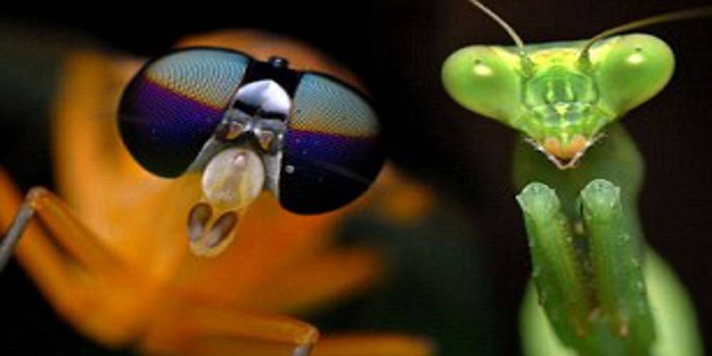 extraterestrii ar putea trimite pasari sau insecte sa ne spioneze