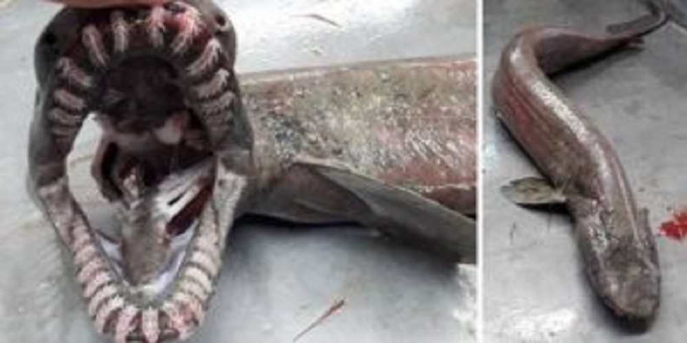 capturat un rechin cu trei sute de dinti in portugalia