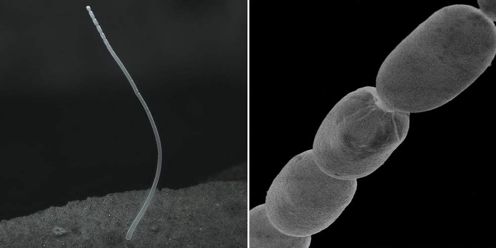 descoperita cea mai mare bacterie din lume