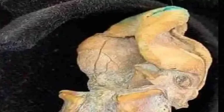 Columbia: Descoperită o mumie minusculă cu un număr anormal de coaste și craniu alungit